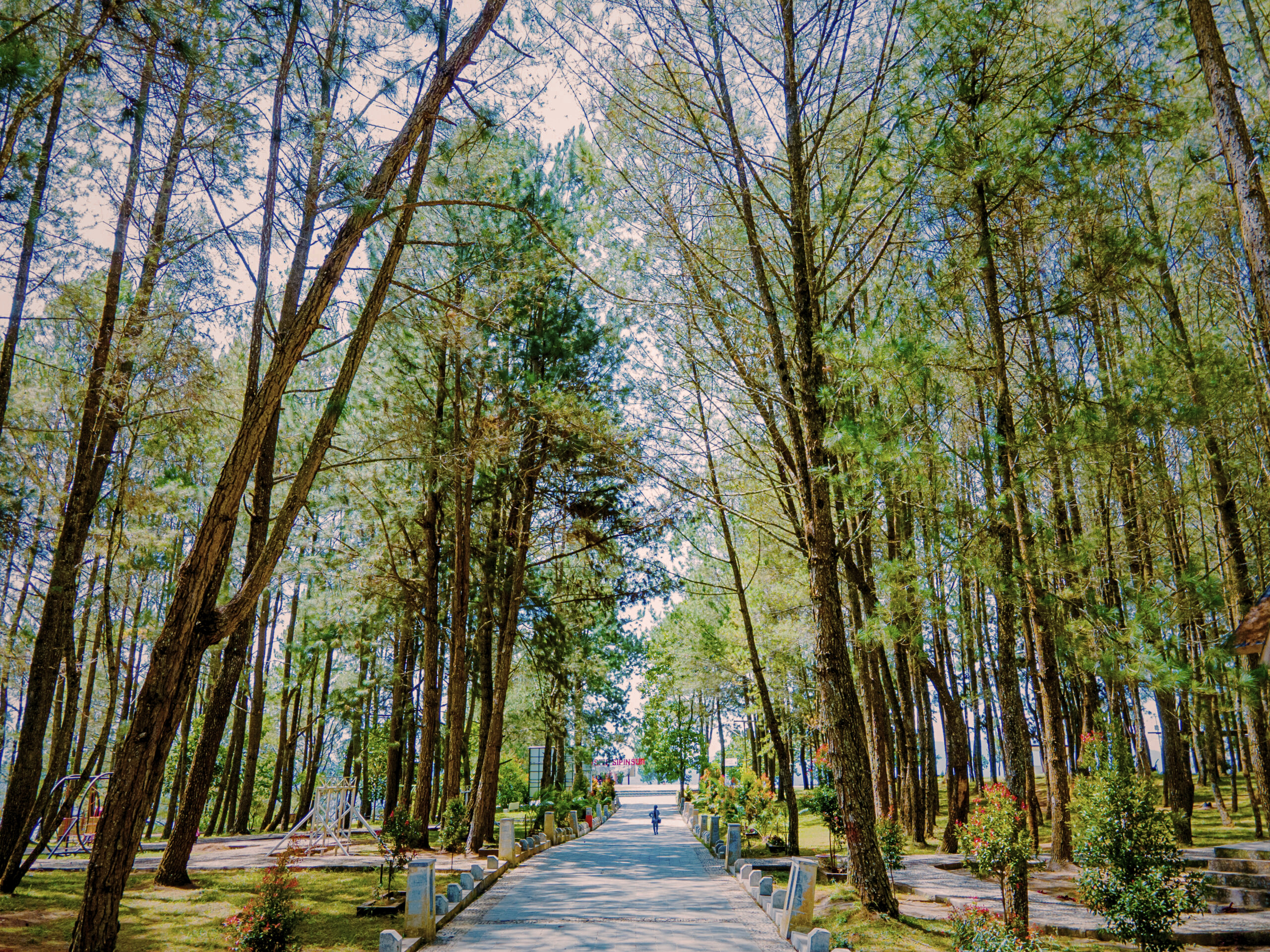 Hutan Pinus Sipinsur